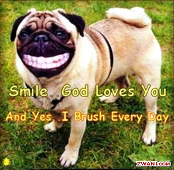 godlovesyoupitbullfunny.jpg